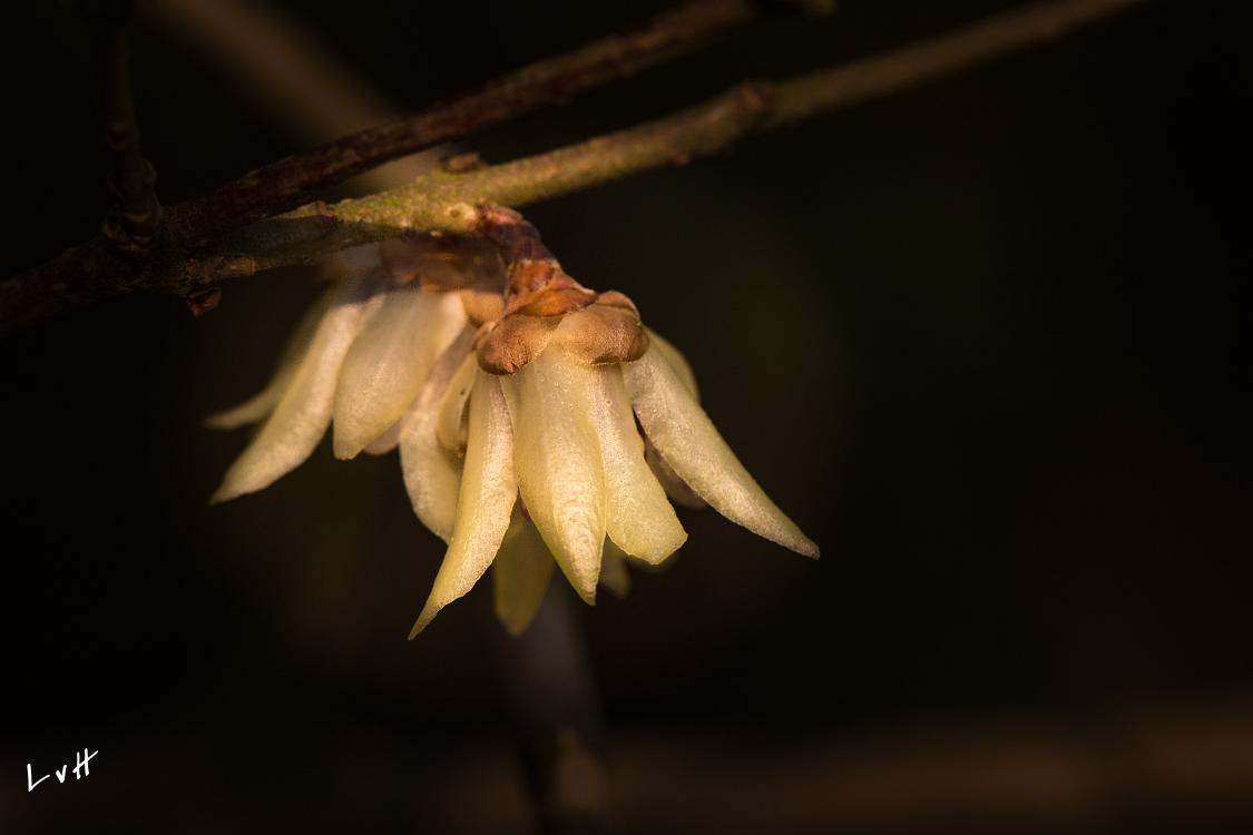Botanische tuin Doorn 1