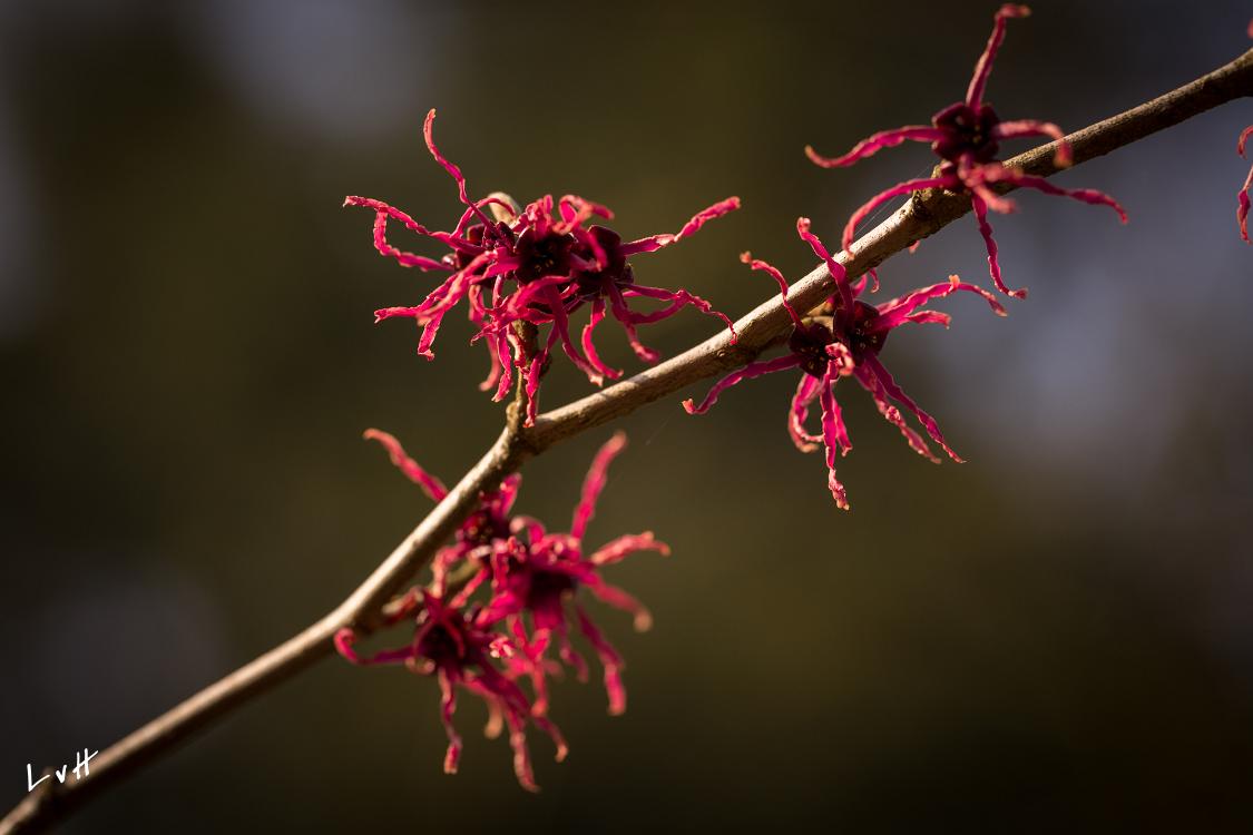 Botanische tuin Doorn 2