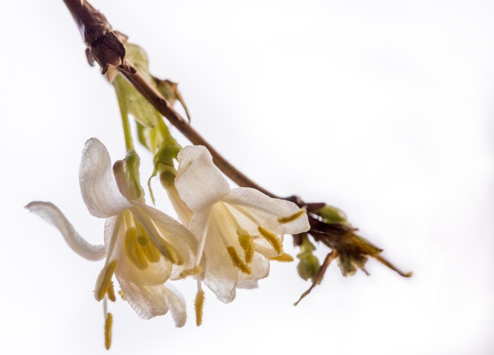 Botanische tuin Doorn 2019
