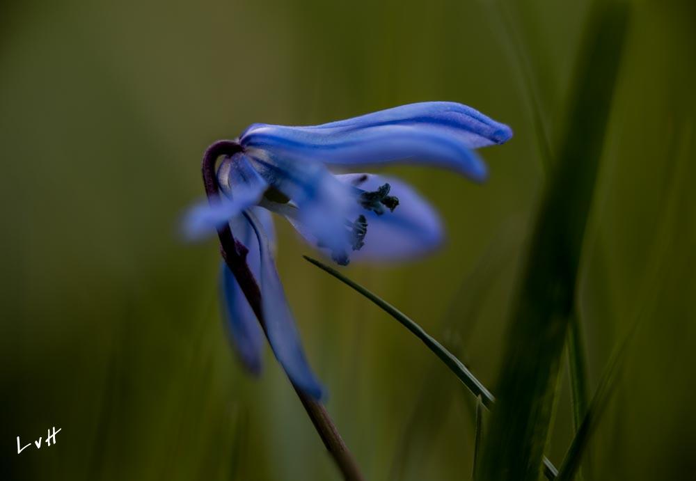 stinzentuin Westbroek 2019-34