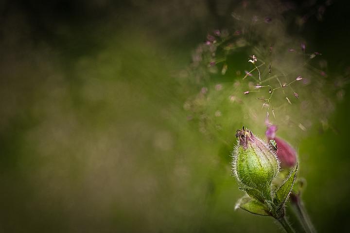 2016 tuin 1