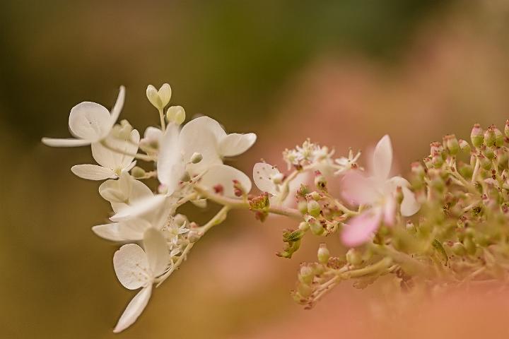 2019 tuin-2