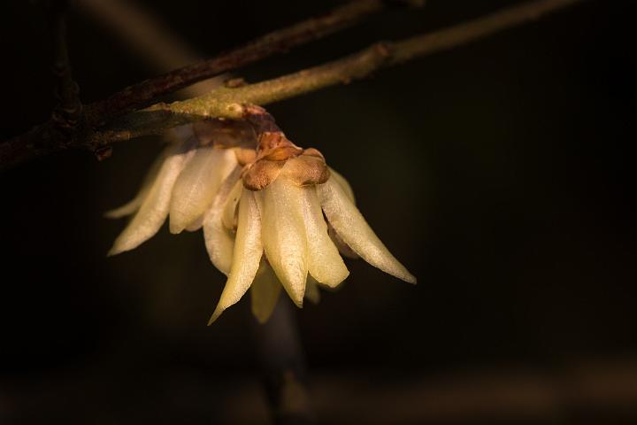Botanische tuin Doorn 1