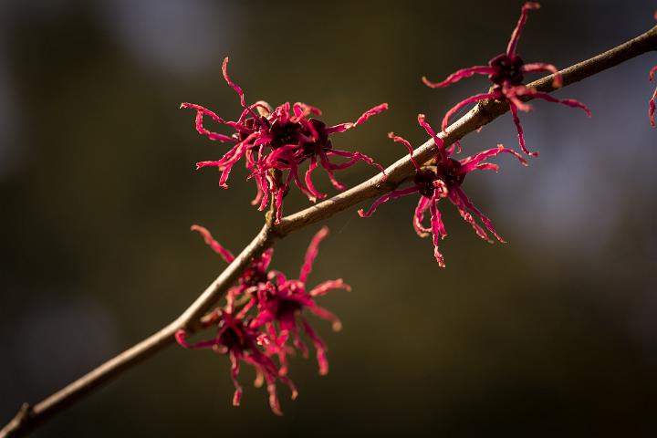 Botanische tuin Doorn 2