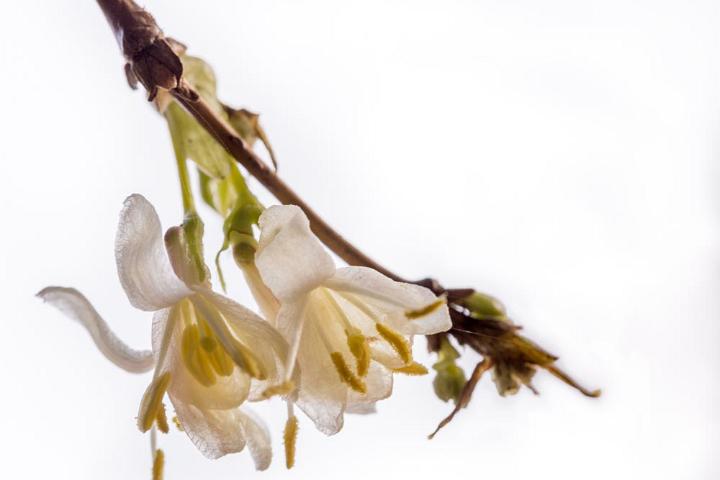 Botanische tuin Doorn 2019