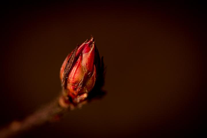 Botanische tuin Doorn