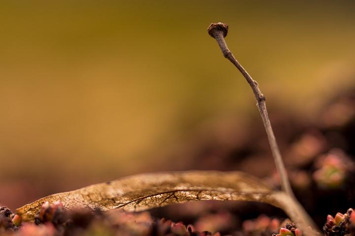 Botanische tuin Utrecht 1