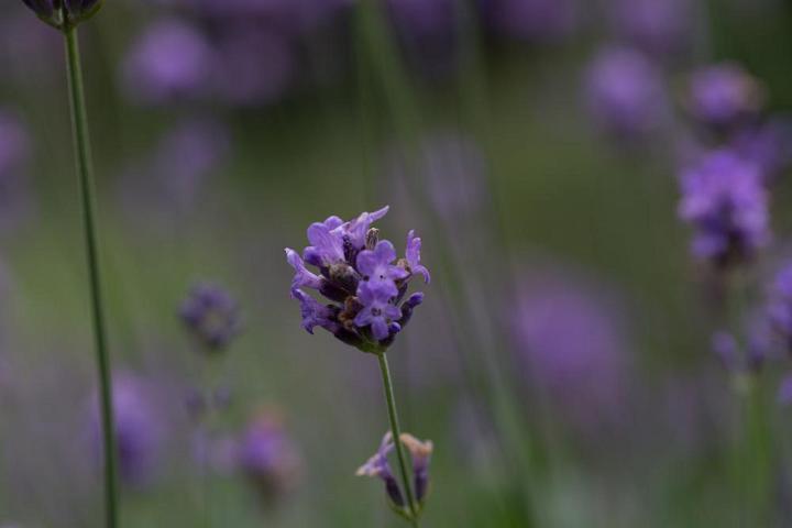 IMG 0434-2