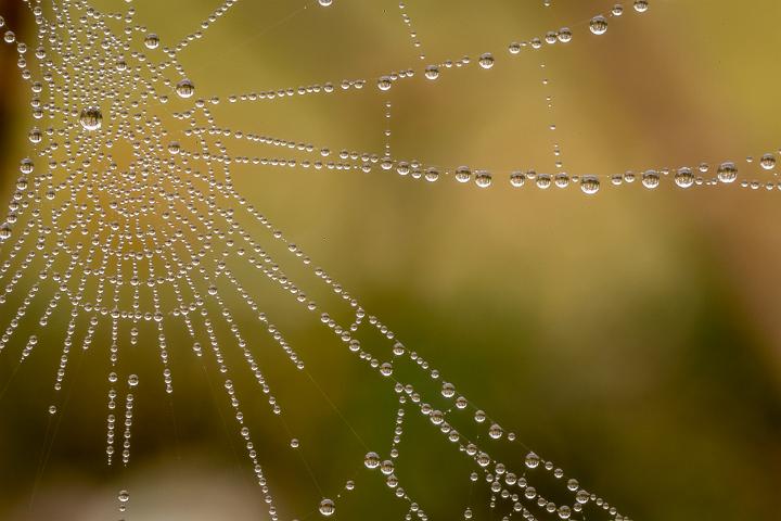 tuin spinnenweb