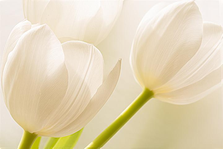 tulpen 1