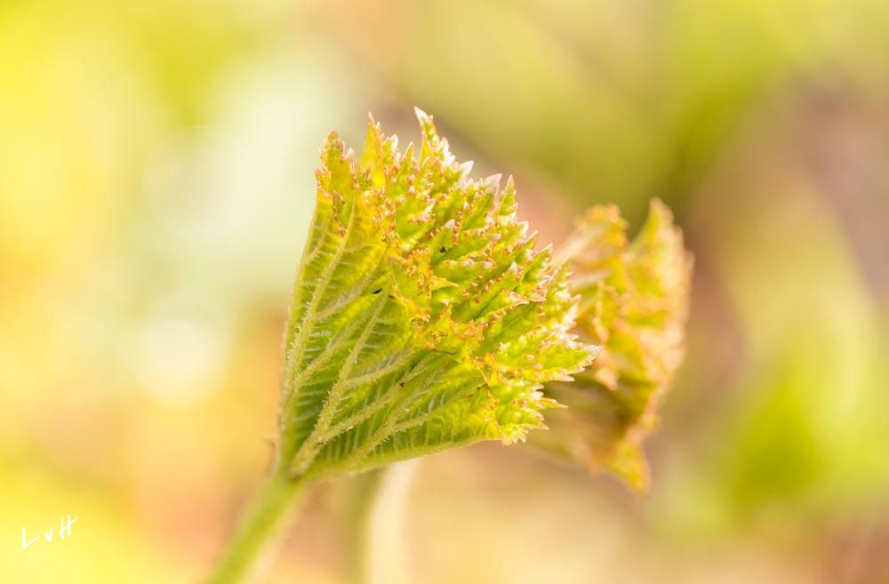 2019 mosjes tuin-11