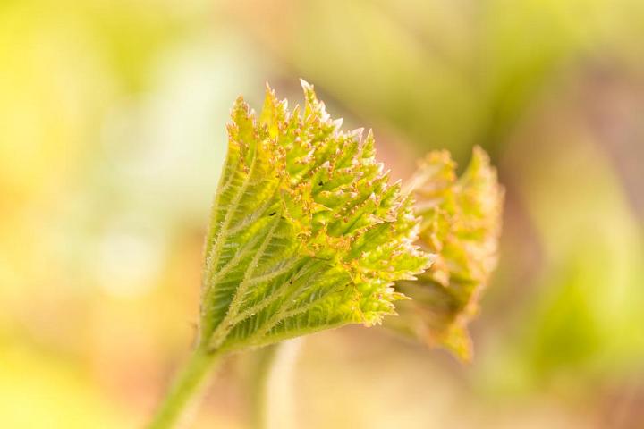 2019 mosjes tuin-11