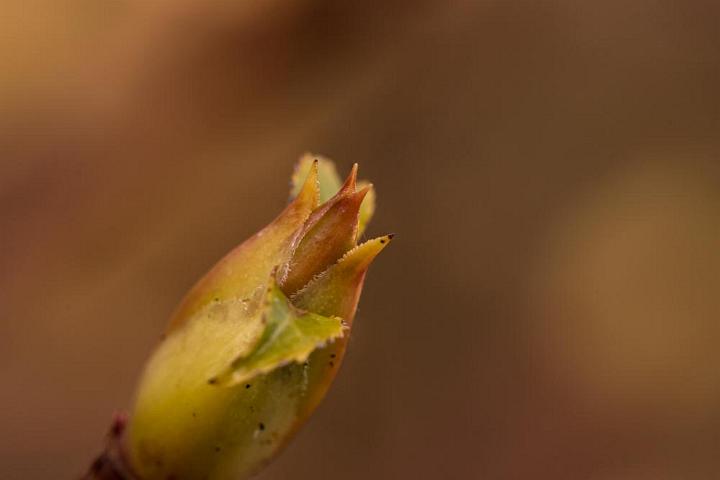 Tuin 4