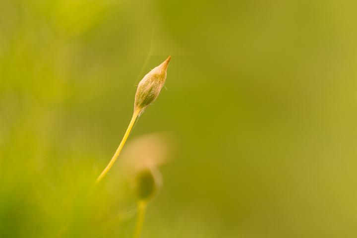 macro 1