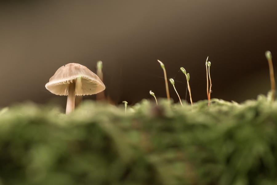 paddestoelen