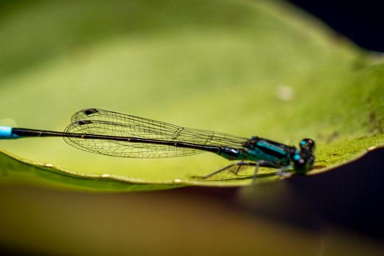 Insecten
