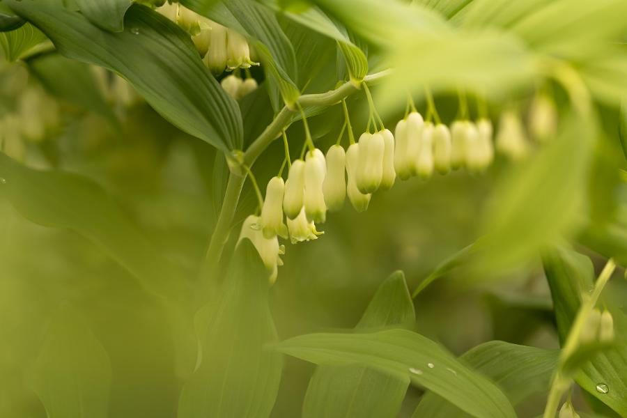 Bloemen