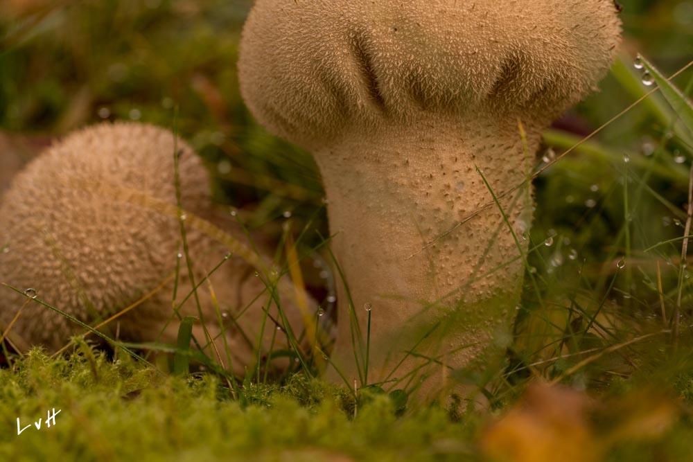 2017 herfst