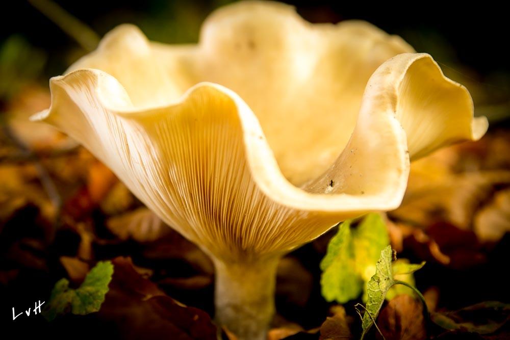 Hoge veluwe herfst 2015 2