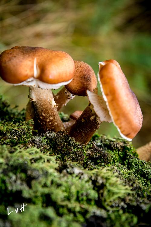 Hoge veluwe herfst 2015