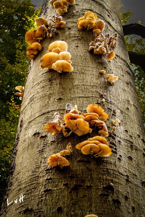 paddestoel 2015-10