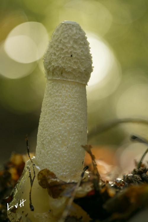 paddestoel 2015-13