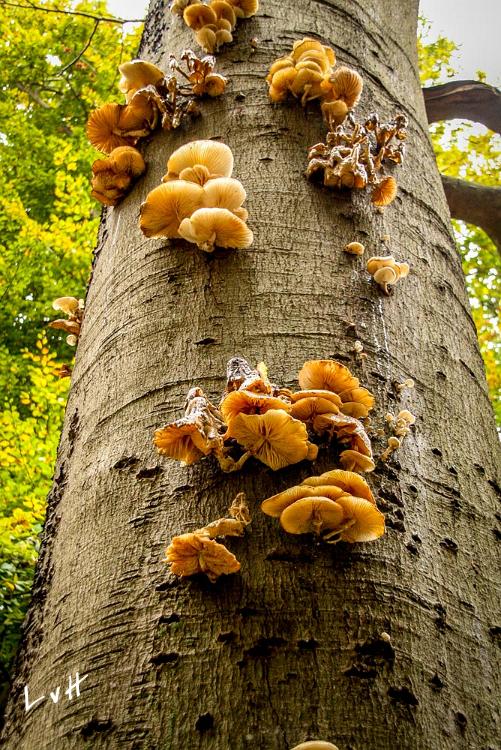 paddestoelen 2015 11