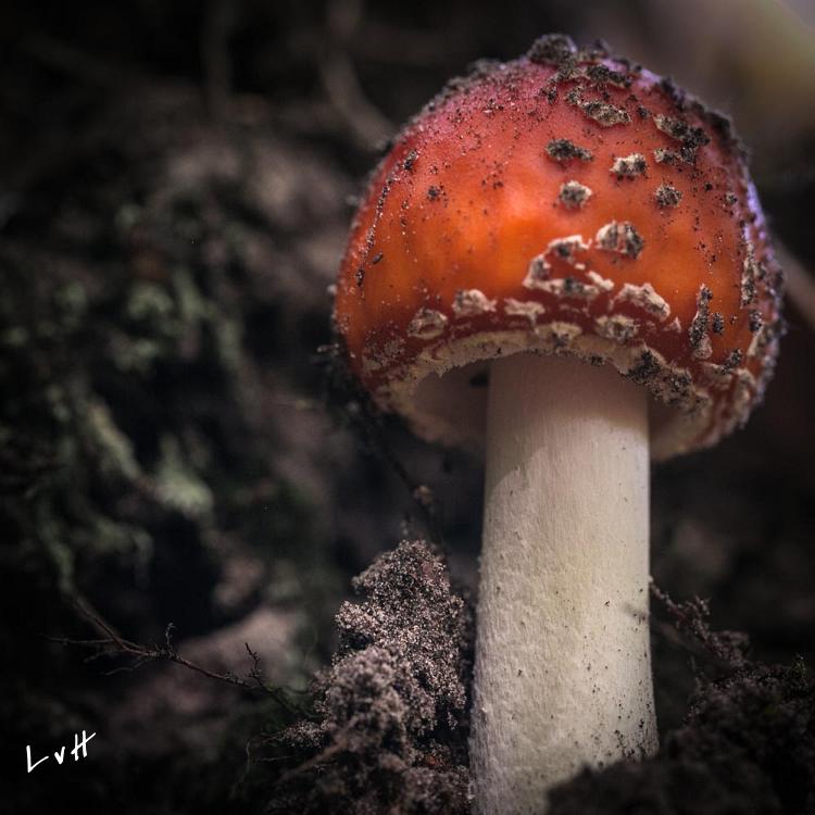 paddestoelen 2018 0