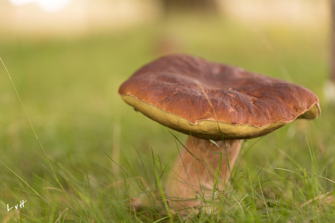 paddestoelen 2018-2