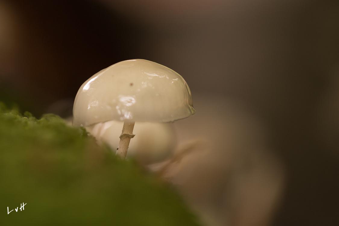 paddestoelen 2019-43