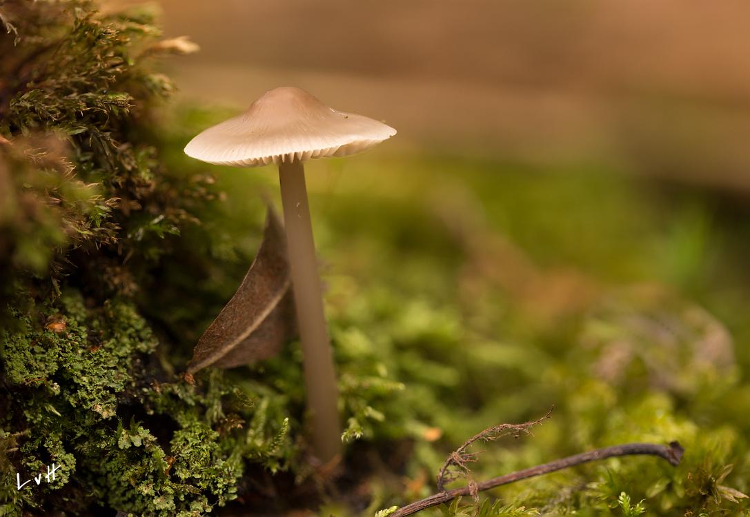 paddestoelen 2019-47