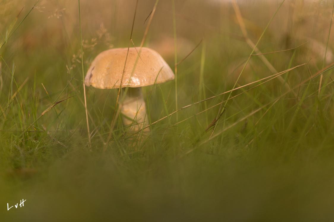 paddestoelen4-15