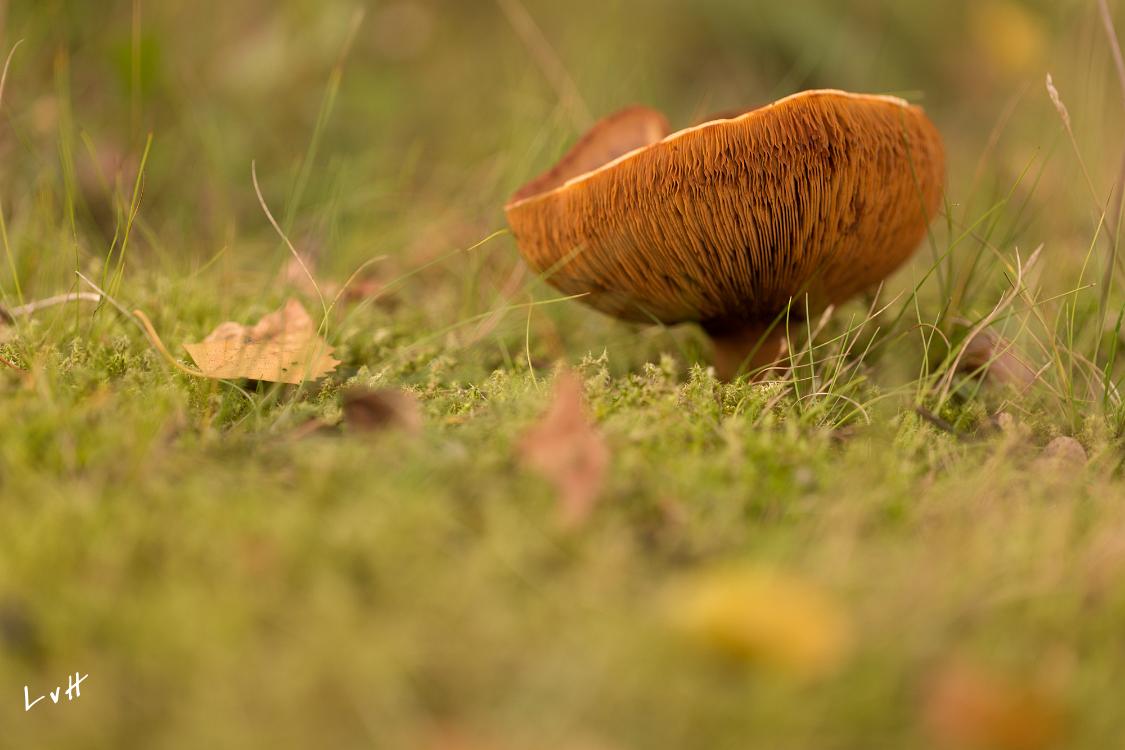 paddestoelen4-5