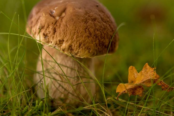 2017 herfst 2