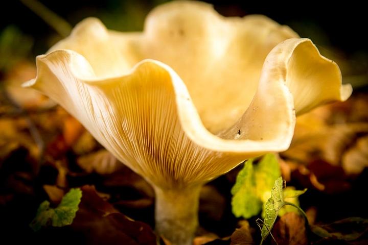 Hoge veluwe herfst 2015 2