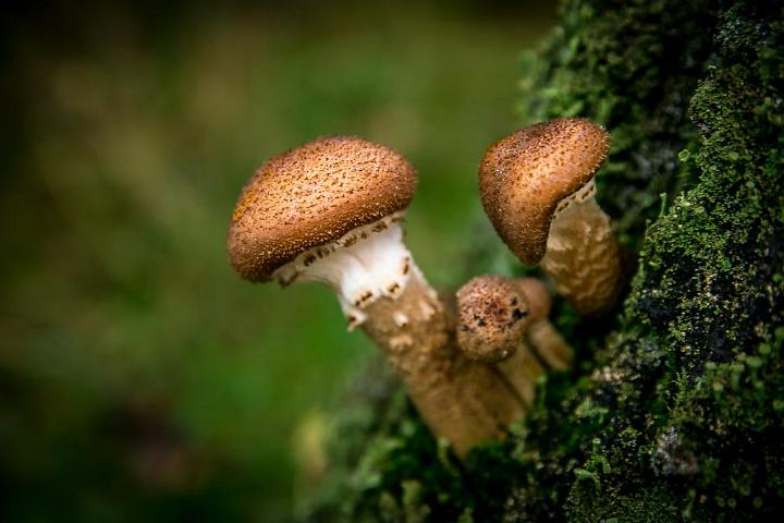 Hoge veluwe herfst 2015 3