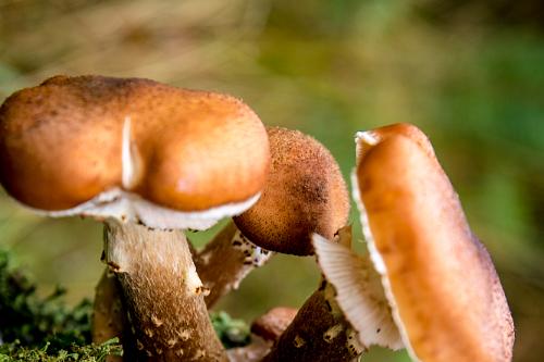 Hoge veluwe herfst 2015