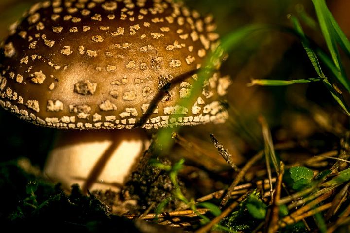 paddestoelen 2015 1