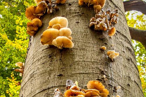 paddestoelen 2015 11