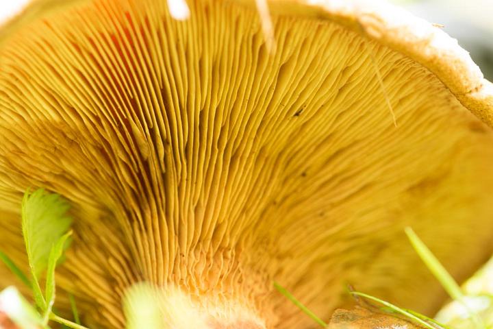 paddestoelen 2015 2