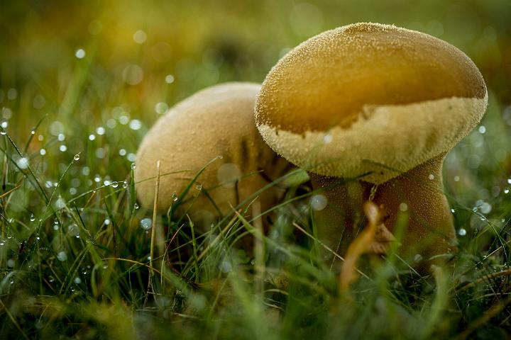paddestoelen 2015
