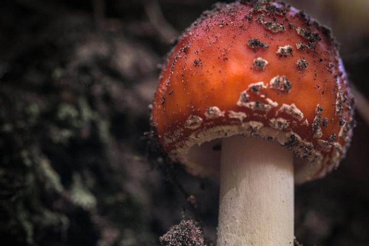 paddestoelen 2018 0