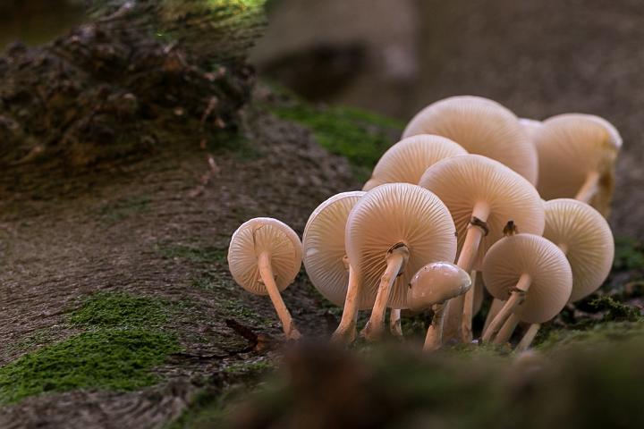 paddestoelen 2018 1