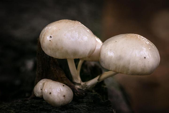 paddestoelen 2018 4