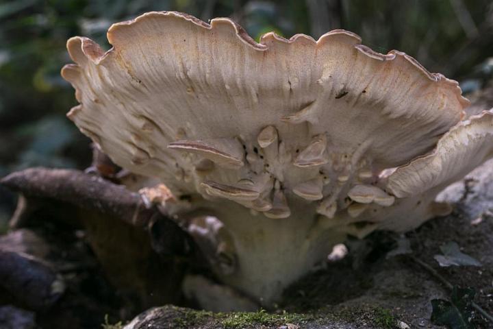 paddestoelen 2018 5