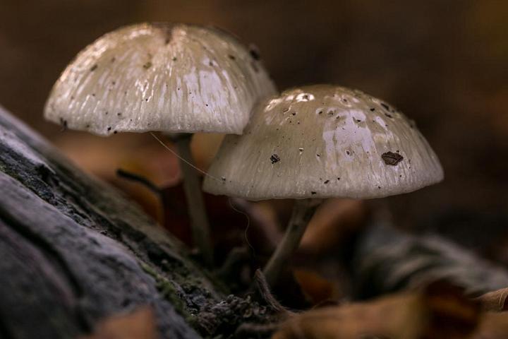 paddestoelen 2018 6
