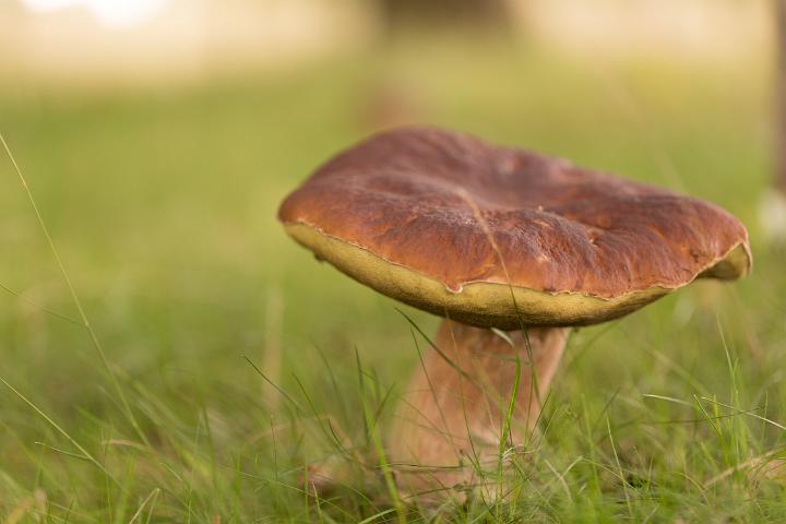 paddestoelen 2018-2