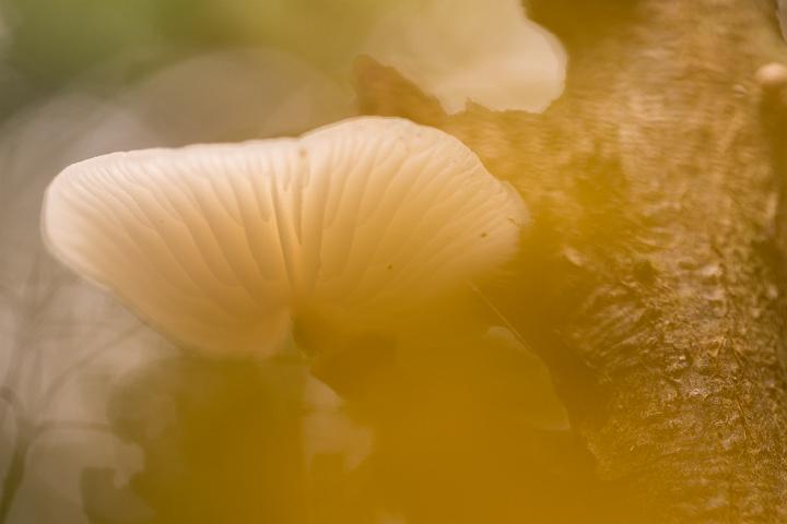 paddestoelen 2019-19