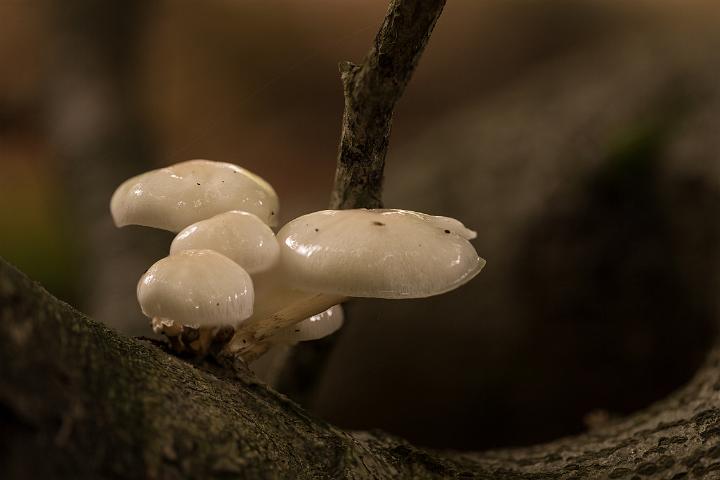 paddestoelen 2019-39