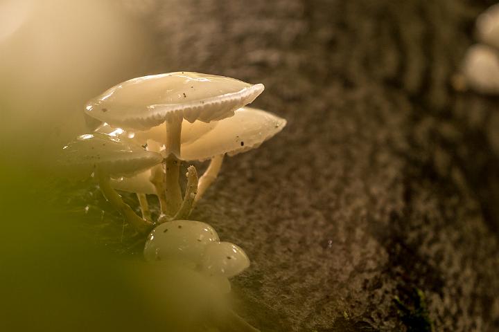 paddestoelen 2019-42